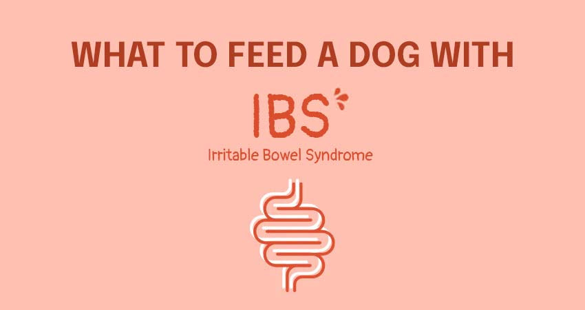 What to Feed a Dog with IBS How to Help Your Dog s Digestion