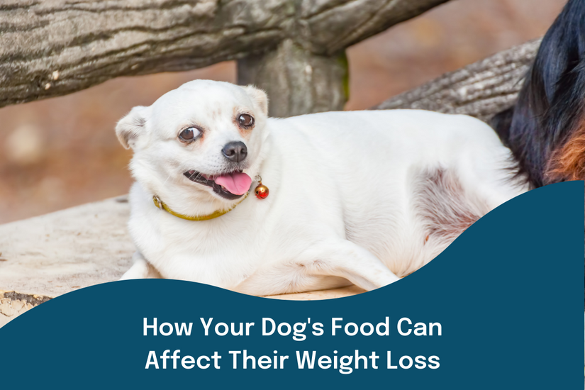 Food to help dog lose weight best sale