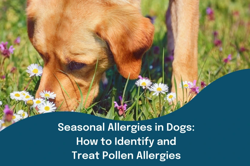 how do you treat seasonal allergies in dogs