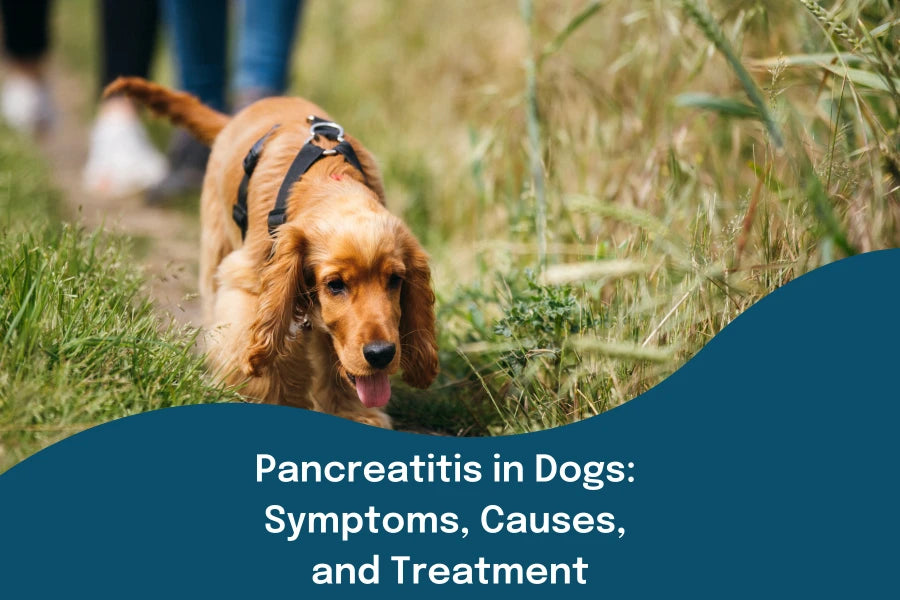 Natural remedies for pancreatitis in dogs best sale