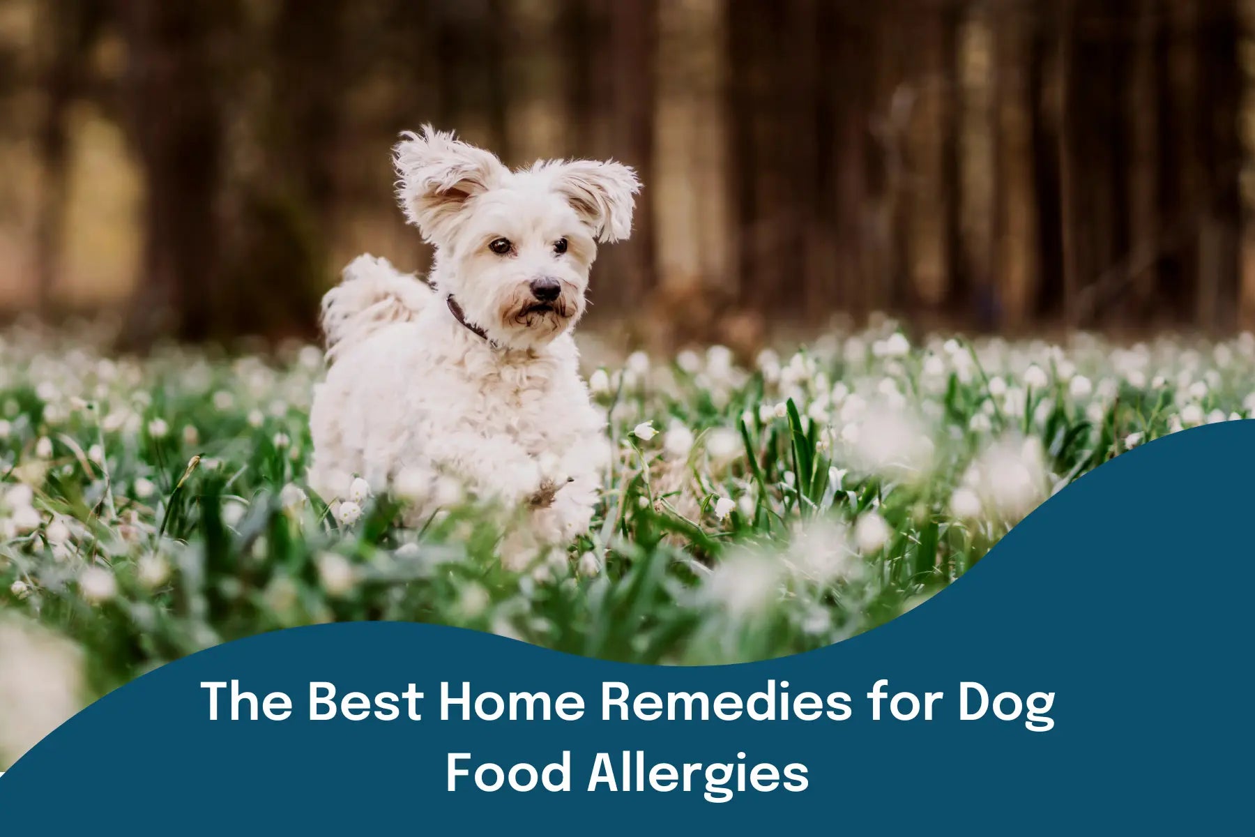 Home remedies for dog allergies sneezing best sale