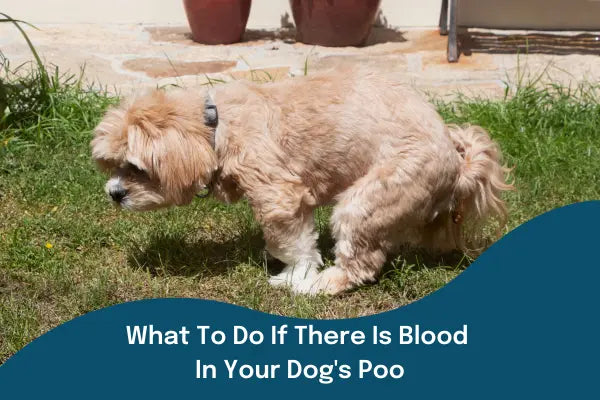 do dogs poop blood when they are in heat