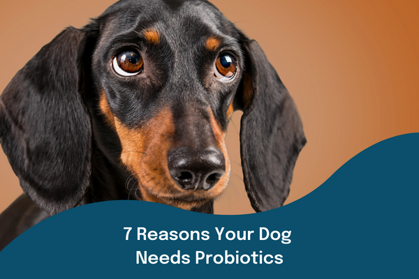 7 Reasons Your Dog Needs Probiotics