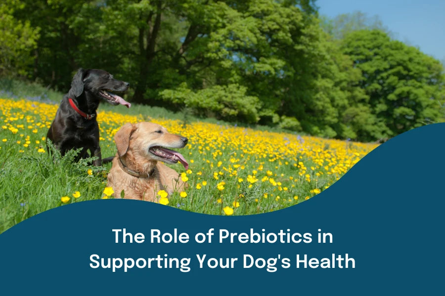 prebiotics for dogs