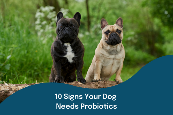 Ten Signs Your Dog Needs Probiotics | Buddy & Lola