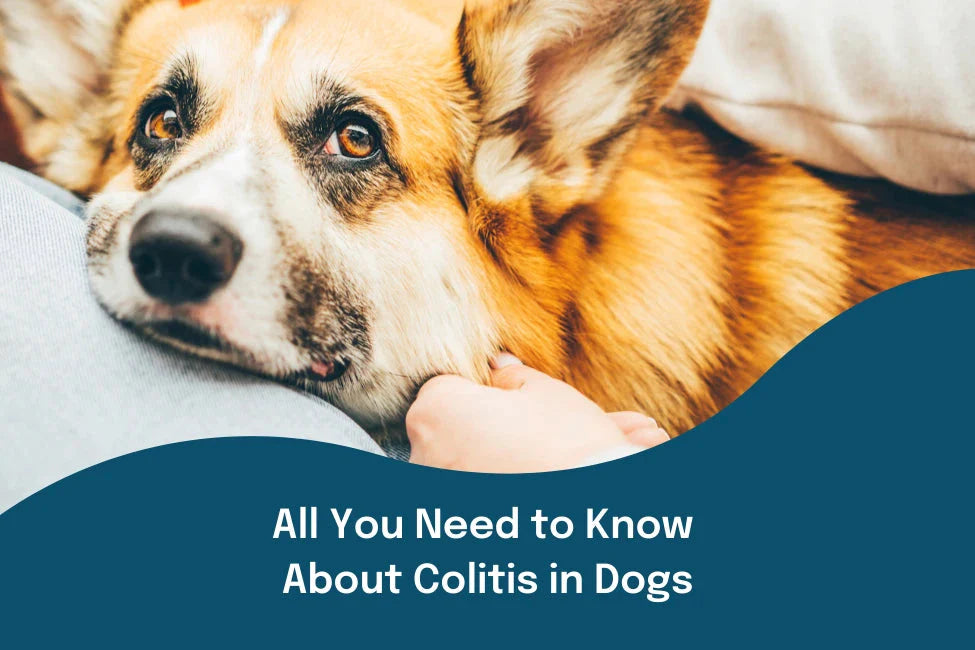 Best dog food for sales colitis