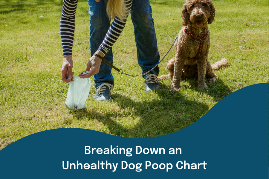 owner picking up an unhealthy dog poop