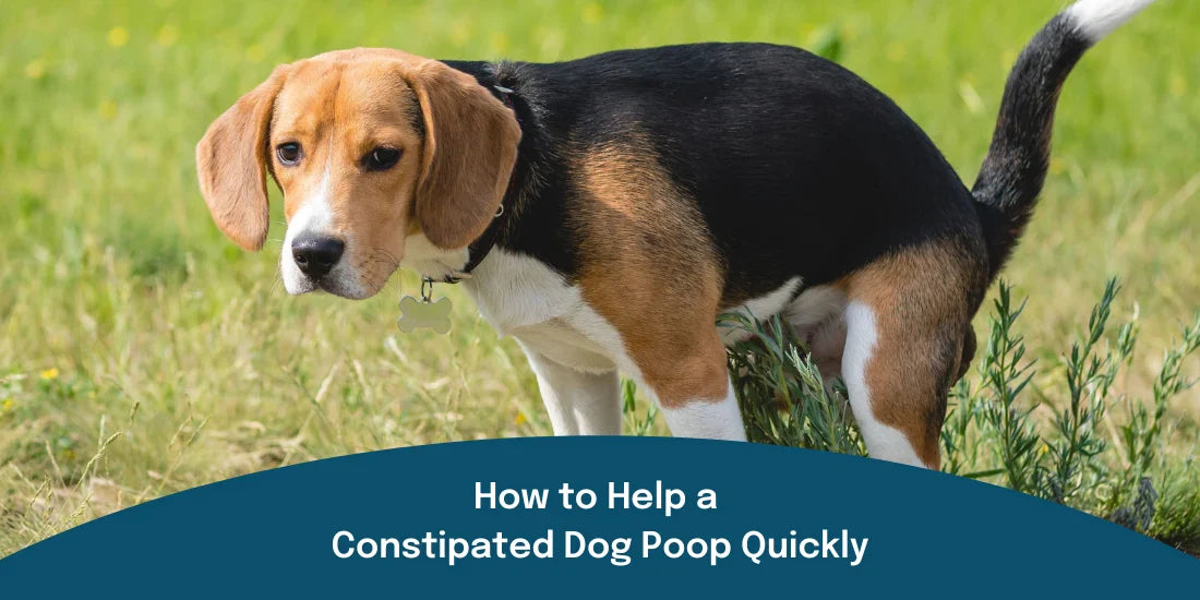 how to help a constipated dog