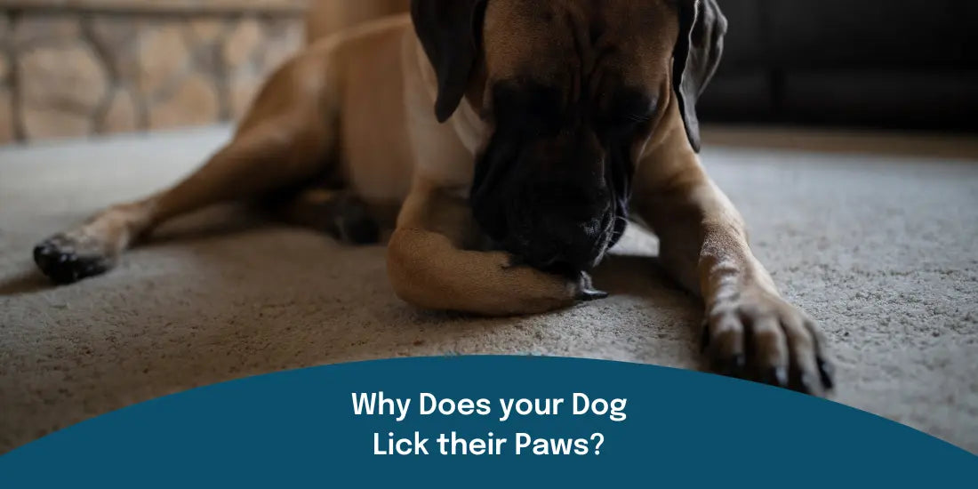 why does your dog lick their paws?