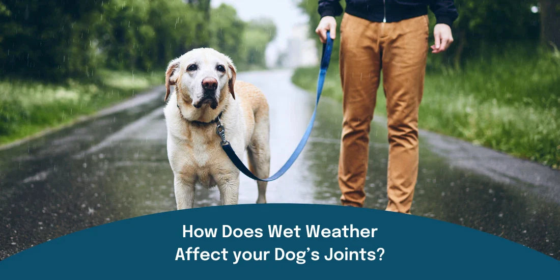 how does wet weather affect your dog's joints