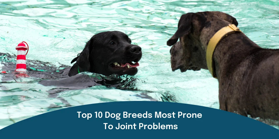 Top 10 Dog Breeds Most Prone To Joint Problems