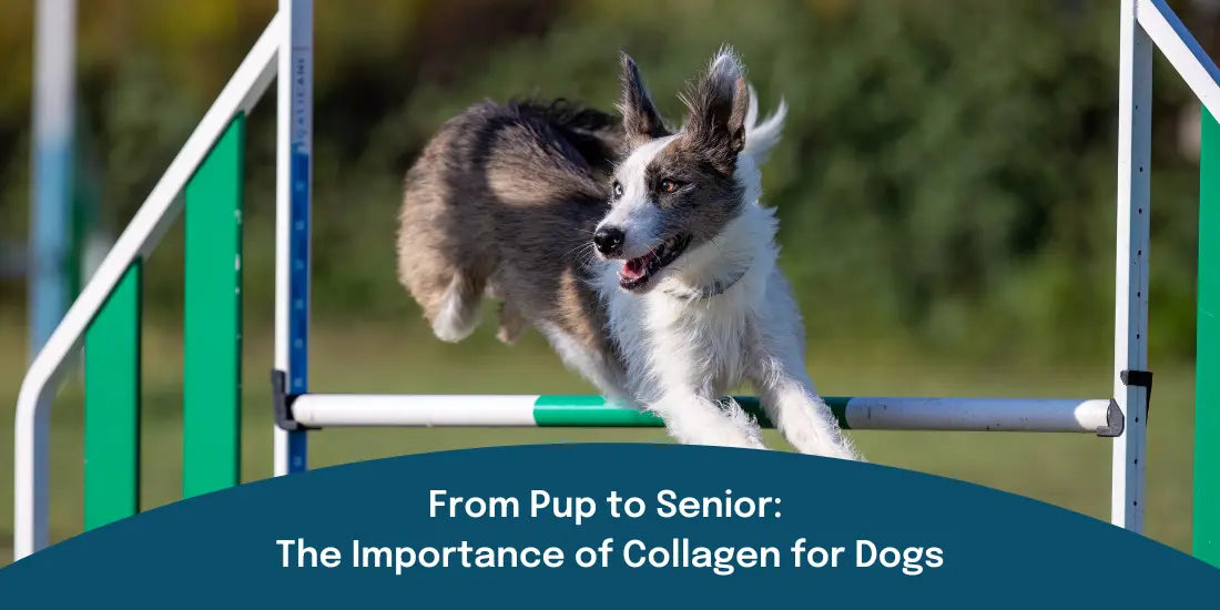 the importance of collagen for dogs