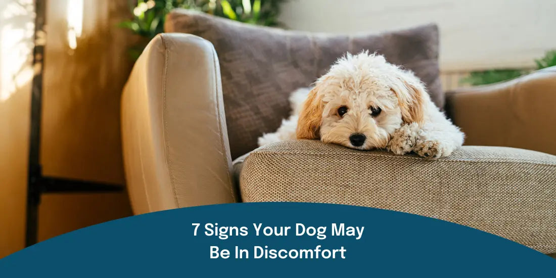 signs your dog may be in discomfort