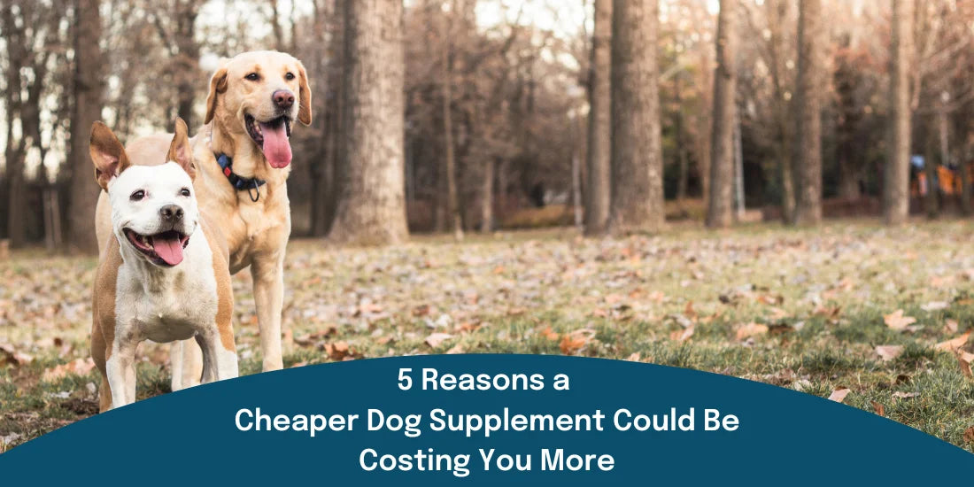 5 reasons a cheaper dog supplement could be costing you more