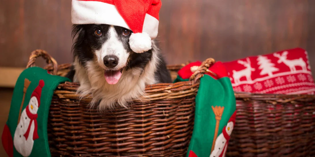 5 Dogs That Made Christmas Movies Even More Magical