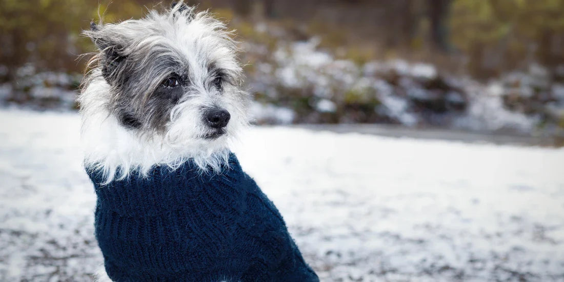 do dogs duffer in the cold?