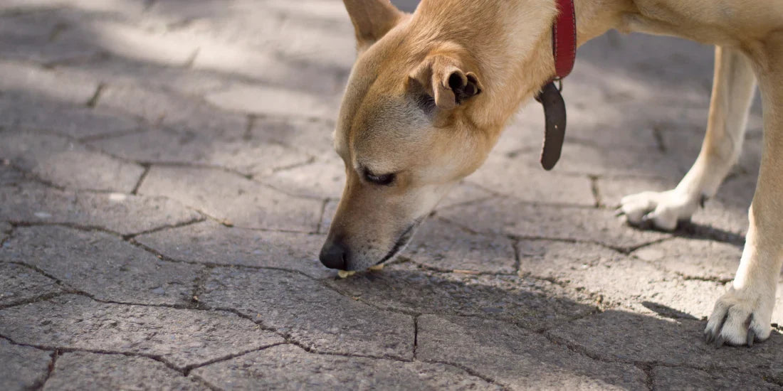 how to stop your dog from eating poop