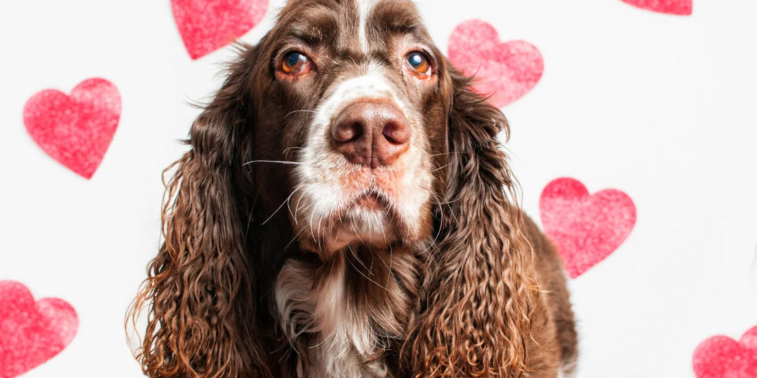 Spaniel surrounded by lovehearts