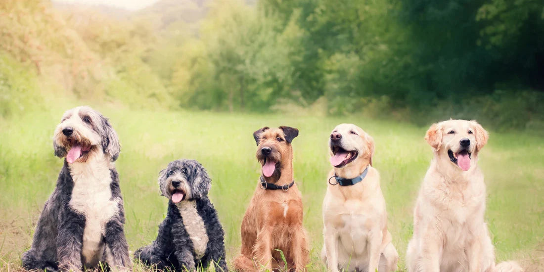 happy dogs on probiotics