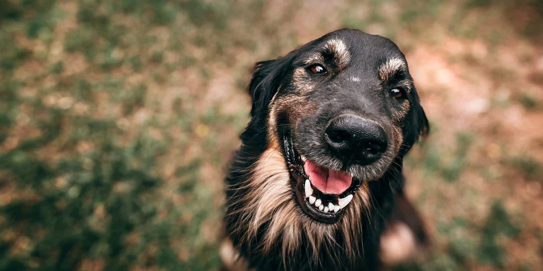 hidden costs of not looking after your dog's teeth