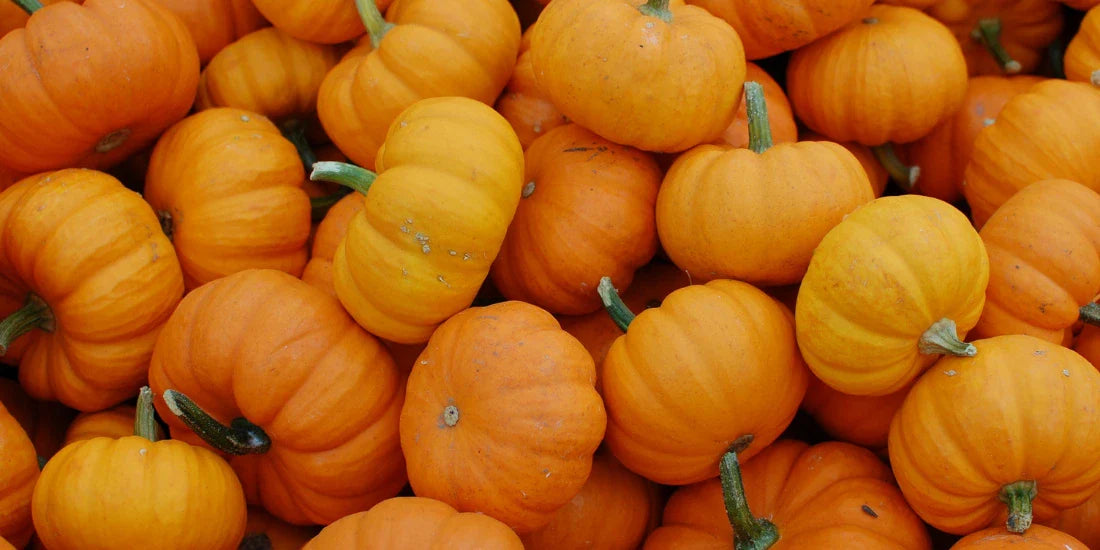 Pumpkins as a source of fibre for dogs