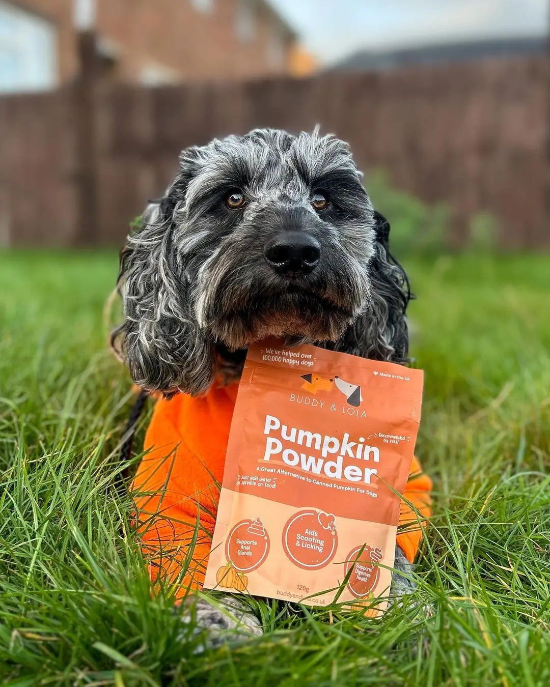 Natural Pumpkin Powder for Dogs Digestive Anal Gland Support