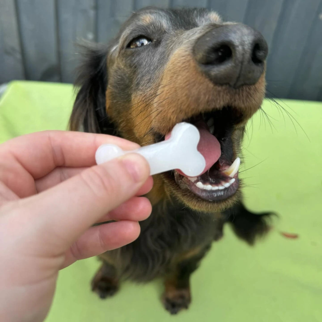 Paw & Bone Treat Moulds