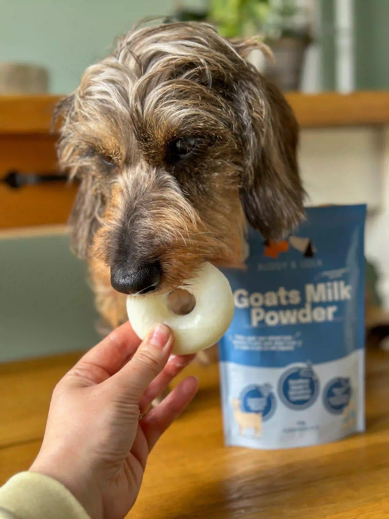 Goats milk for pregnant dogs best sale