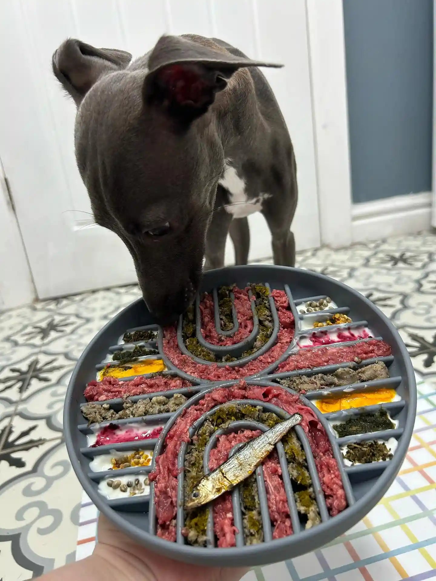 Rainbow Slow Feeder Dog Puzzle Bowl Enrich Mealtime Buddy Lola